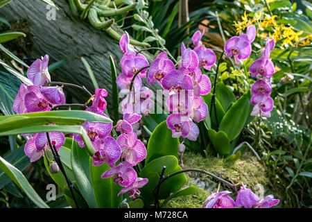 Orchidee Phalaenopsis Krone Streifen auch als Motten Orchideen bekannt Stockfoto