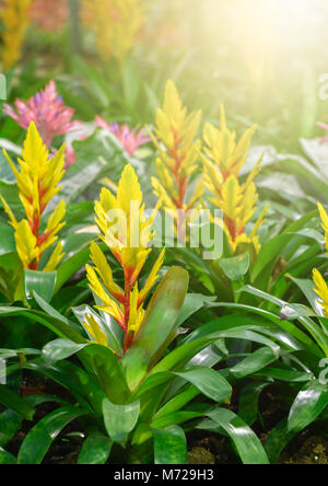 Schöne gelbe Bromelie Blume im Garten bei Nacht, BROMELIACEAE Blume Stockfoto