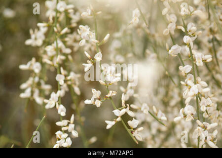 Flora von Gran Canaria, blühende Retama rhodorhizoides, Unterarten der Retama monosperma, Bridal Veil retama, Hintergrund, Pflanzen endemisch Kanarischen Isla Stockfoto