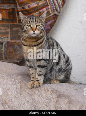 Schöne graue Katze sitzt auf dem Felsen und cool aussieht und orientalischen Teppich im Hintergrund Stockfoto