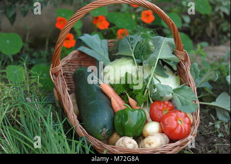 Gemüse 18. Stockfoto