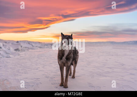 Wolf steht auf Schnee im Sonnenuntergang am gefrorenen Baikalsee in Russland Stockfoto