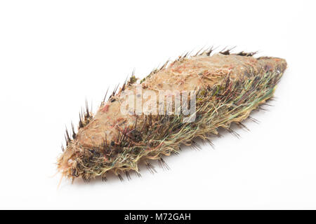 Ein Meer Maus - Aphrodita aculeata gewaschen nach Sturm Emma 7. März 2018. Das Meer Maus ist eine Art von marine Wurm. North Dorset UK GB Stockfoto