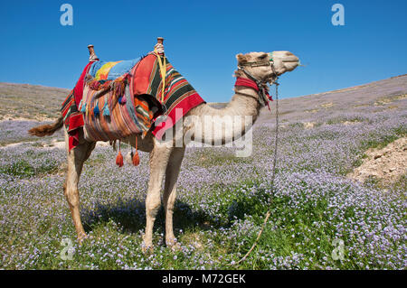 Kamel drapiert mit bunten Teppich in der Judäischen Wüste Frühling, Israel Stockfoto