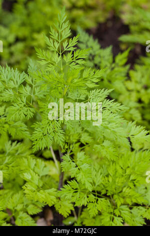 Hundspetersilie, Hunds-Petersilie, Blatt, Blätter vor der Blüte, Aethusa cynapium, Fool's Petersilie, Narr in cicely, Gift Petersilie, Hund Gift Stockfoto