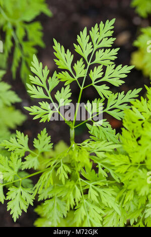 Hundspetersilie, Hunds-Petersilie, Blatt, Blätter vor der Blüte, Aethusa cynapium, Fool's Petersilie, Narr in cicely, Gift Petersilie, Hund Gift Stockfoto