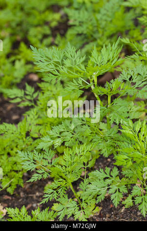 Hundspetersilie, Hunds-Petersilie, Blatt, Blätter vor der Blüte, Aethusa cynapium, Fool's Petersilie, Narr in cicely, Gift Petersilie, Hund Gift Stockfoto