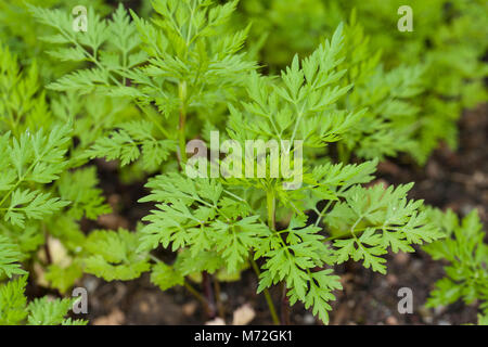 Hundspetersilie, Hunds-Petersilie, Blatt, Blätter vor der Blüte, Aethusa cynapium, Fool's Petersilie, Narr in cicely, Gift Petersilie, Hund Gift Stockfoto