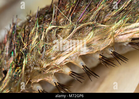 Nahaufnahme der chaetae eines Meeres Maus - Aphrodita aculeata - gewaschen nach Sturm Emma März 7 2018 North Dorset UK GB Stockfoto