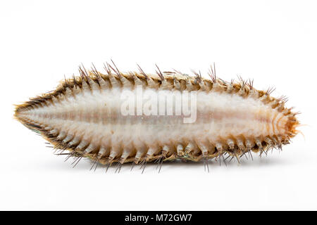 Unterseite eines Meer Maus - Aphrodita aculeata-up gewaschen nach Sturm Emma 7. März 2018. Das Meer Maus ist eine Art von marine Wurm. North Dorset UK GB Stockfoto