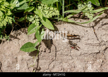 Ein paar braune Grashüpfer auf trockenem Boden Stockfoto