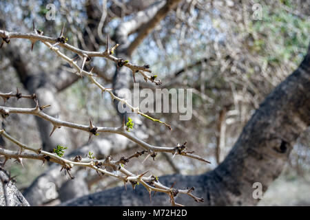 Stachelige acacia Zweige mit geschwollenen Knospen Stockfoto