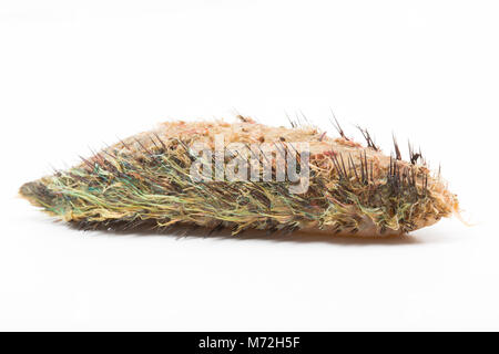 Ein Meer Maus - Aphrodita aculeata gewaschen nach Sturm Emma 7. März 2018. Das Meer Maus ist eine Art von marine Wurm. North Dorset UK GB Stockfoto