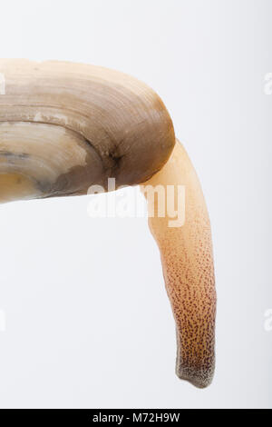 Eine gemeinsame Otter clam-Lutraria lutraria nach Frost während der Sturm Emma an Studland, Dorset zeigt seine Siphon gewaschen Stockfoto