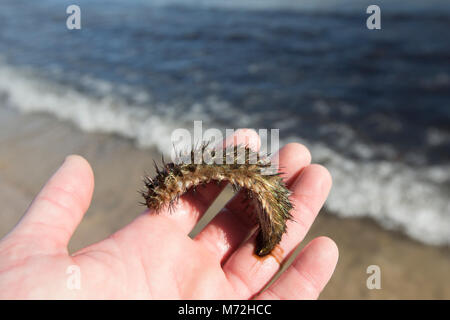 Ein Meer Maus - Aphrodita aculeata gewaschen nach Sturm Emma 7. März 2018. Das Meer Maus ist eine Art von marine Wurm. North Dorset UK GB Stockfoto