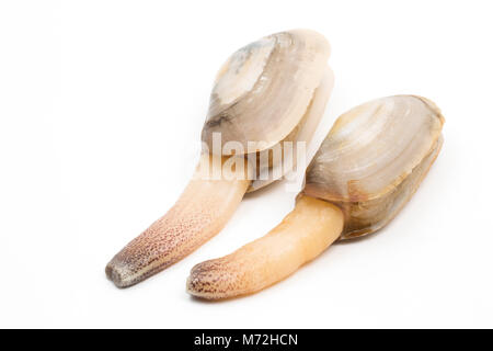 Gemeinsame otter Venusmuscheln - Lutraria lutraria - gewaschen, Studland, Dorset UK GB nach Sturm Emma und Frost, zeigen ihre siphons. Stockfoto