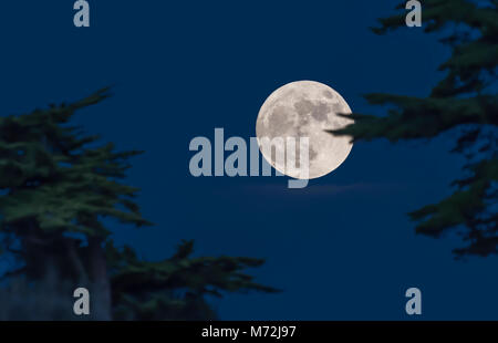 Supermoon durch Bäume am 1. Januar 2018 Aus dem Süden von England, UK. Vollmond am Abend im Winter. Stockfoto