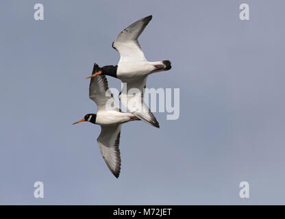 Paar eurasischen Austernfischer Haematopus ostralegus,, im Flug, Morecambe Bay, Lancashire, Großbritannien Stockfoto