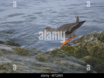 Rotschenkel Tringa totanus, Jagd, von der nassen Fels, Morecambe Bay, Lancashire, Großbritannien Stockfoto