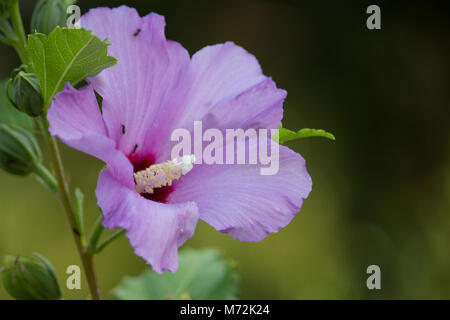 Rosa Hibiskus-Blume Stockfoto