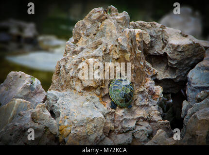 Kleine grüne Schildkröte, die versuchen, auf einem Felsen zu klettern. Stockfoto