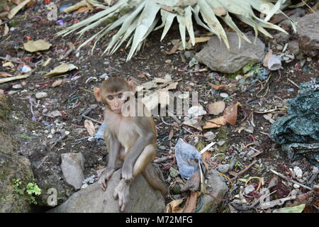 Super Snap von kleinen Affe, sitzt auf einem Stein & in Richtung Kamera mit Neugier. Stockfoto