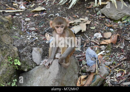 Super Snap von kleinen Affe, sitzt auf einem Stein & in Richtung Kamera mit Neugier. Stockfoto