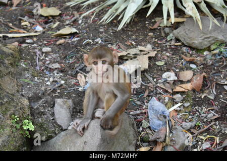 Super Snap von kleinen Affe, sitzt auf einem Stein & in Richtung Kamera mit Neugier. Stockfoto