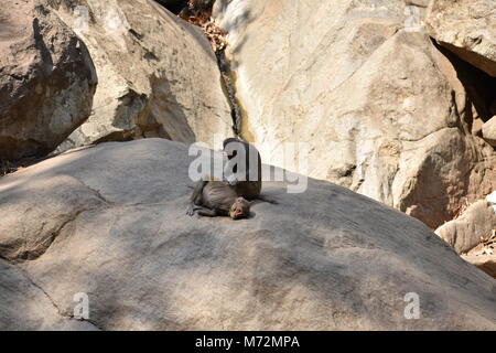 Ein Affe Kopf reinigen eines anderen monkey Suche super Bild. Stockfoto