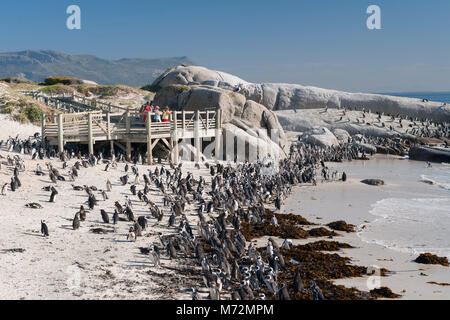 Der Pinguin Kolonie am Boulders Beach in Kapstadt. Stockfoto