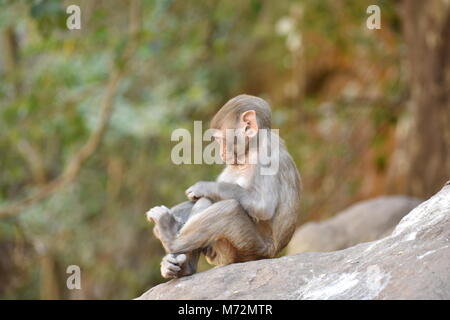 Super Snap von kleinen Affe, sitzt auf einem Stein & halten Sie sich selbst, indem sie kleine Tätigkeiten wie Essen Essen beschäftigt, siehe um ihn herum. Stockfoto