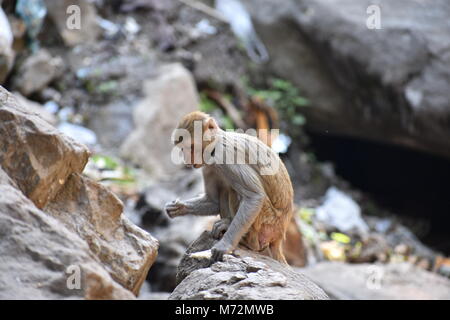 Super Snap von kleinen Affe, sitzt auf einem Stein & halten Sie sich selbst, indem sie kleine Tätigkeiten wie Essen Essen beschäftigt, siehe um ihn herum. Stockfoto