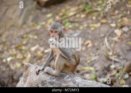 Super Snap von kleinen Affe, sitzt auf einem Stein & halten Sie sich selbst, indem sie kleine Tätigkeiten wie Essen Essen beschäftigt, siehe um ihn herum. Stockfoto