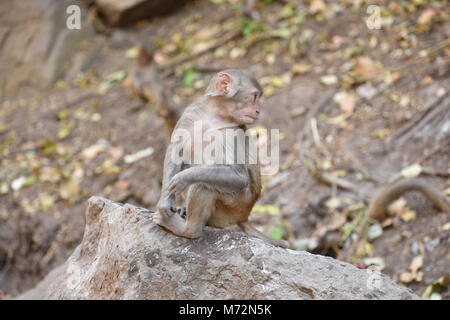 Super Snap von kleinen Affe, sitzt auf einem Stein & halten Sie sich selbst, indem sie kleine Tätigkeiten wie Essen Essen beschäftigt, siehe um ihn herum. Stockfoto