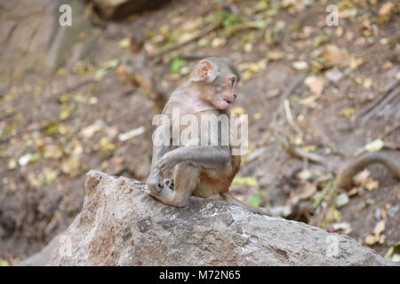 Super Snap von kleinen Affe, sitzt auf einem Stein & halten Sie sich selbst, indem sie kleine Tätigkeiten wie Essen Essen beschäftigt, siehe um ihn herum. Stockfoto