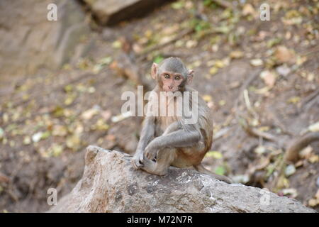 Super Snap von kleinen Affe, sitzt auf einem Stein & halten Sie sich selbst, indem sie kleine Tätigkeiten wie Essen Essen beschäftigt, siehe um ihn herum. Stockfoto