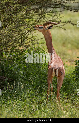 Gerenuk - Litocranius walleri, kleine Longe necked Antilope aus der afrikanischen Savanne, Tsavo Ost Nationalpark, Kenia. Stockfoto