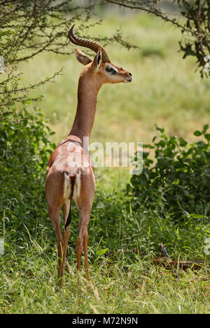 Gerenuk - Litocranius walleri, kleine Longe necked Antilope aus der afrikanischen Savanne, Tsavo Ost Nationalpark, Kenia. Stockfoto