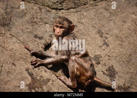 Super auf der Suche von einem Affen spielen in der Nähe eines Gewässers. Er Klammern auf großen geraden Stein nach Bad & es genießen. Stockfoto