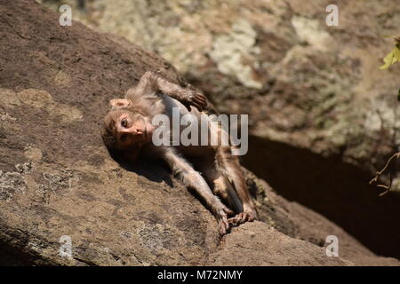 Super auf der Suche von einem Affen spielen in der Nähe eines Gewässers. Er Klammern auf großen geraden Stein nach Bad & es genießen. Stockfoto