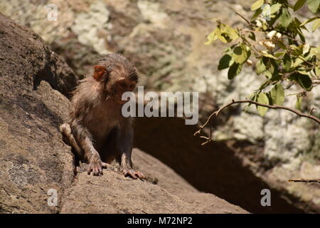 Super auf der Suche von einem Affen spielen in der Nähe eines Gewässers. Er Klammern auf großen geraden Stein nach Bad & es genießen. Stockfoto