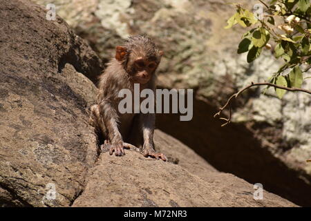 Super auf der Suche von einem Affen spielen in der Nähe eines Gewässers. Er Klammern auf großen geraden Stein nach Bad & es genießen. Stockfoto