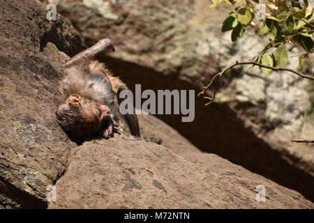 Super auf der Suche von einem Affen spielen in der Nähe eines Gewässers. Er Klammern auf großen geraden Stein nach Bad & es genießen. Stockfoto