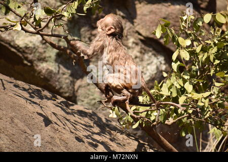 Super auf der Suche von einem Affen spielen in der Nähe eines Gewässers. Er Klammern auf großen geraden Stein nach Bad & es genießen. Stockfoto