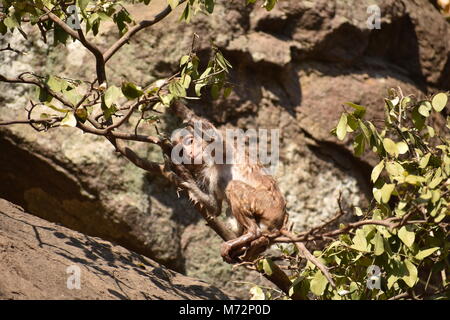 Super auf der Suche von einem Affen spielen in der Nähe eines Gewässers. Er Klammern auf großen geraden Stein nach Bad & es genießen. Stockfoto