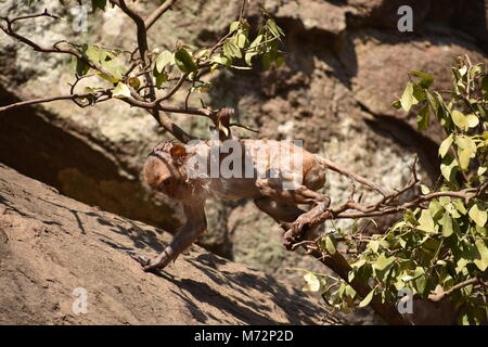 Super auf der Suche von einem Affen spielen in der Nähe eines Gewässers. Er Klammern auf großen geraden Stein nach Bad & es genießen. Stockfoto