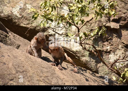 Super auf der Suche von einem Affen spielen in der Nähe eines Gewässers. Er Klammern auf großen geraden Stein nach Bad & es genießen. Stockfoto