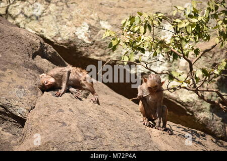 Super auf der Suche von einem Affen spielen in der Nähe eines Gewässers. Er Klammern auf großen geraden Stein nach Bad & es genießen. Stockfoto