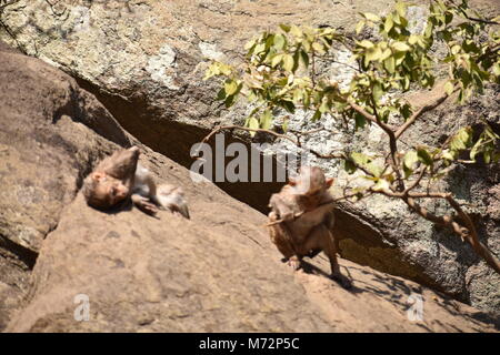 Super auf der Suche von einem Affen spielen in der Nähe eines Gewässers. Er Klammern auf großen geraden Stein nach Bad & es genießen. Stockfoto