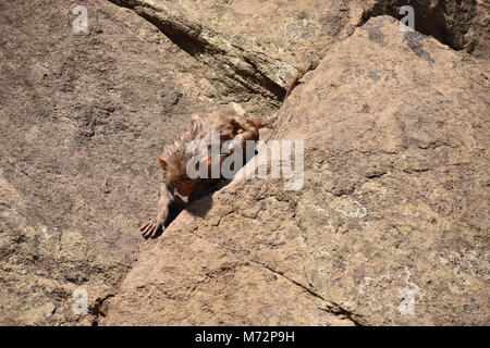 Super auf der Suche von einem Affen spielen in der Nähe eines Gewässers. Er Klammern auf großen geraden Stein nach Bad & es genießen. Stockfoto